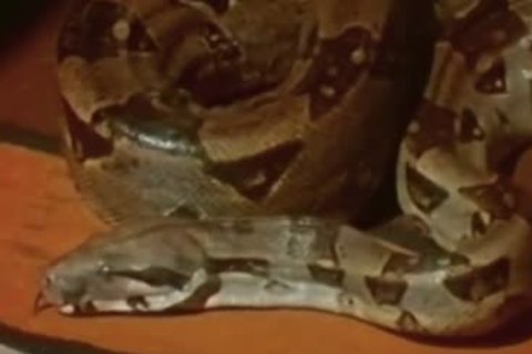 The Light From The Second Story Window (1973) Complete clip